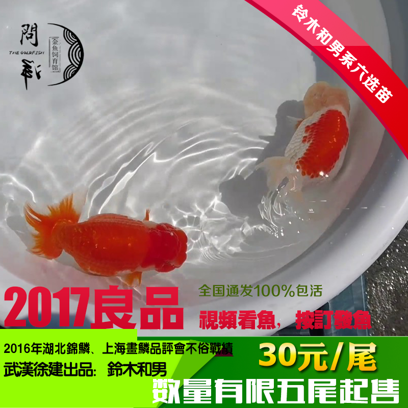 协会系日寿金鱼活体铃木和男系统兰寿当岁鱼视频订鱼包活
