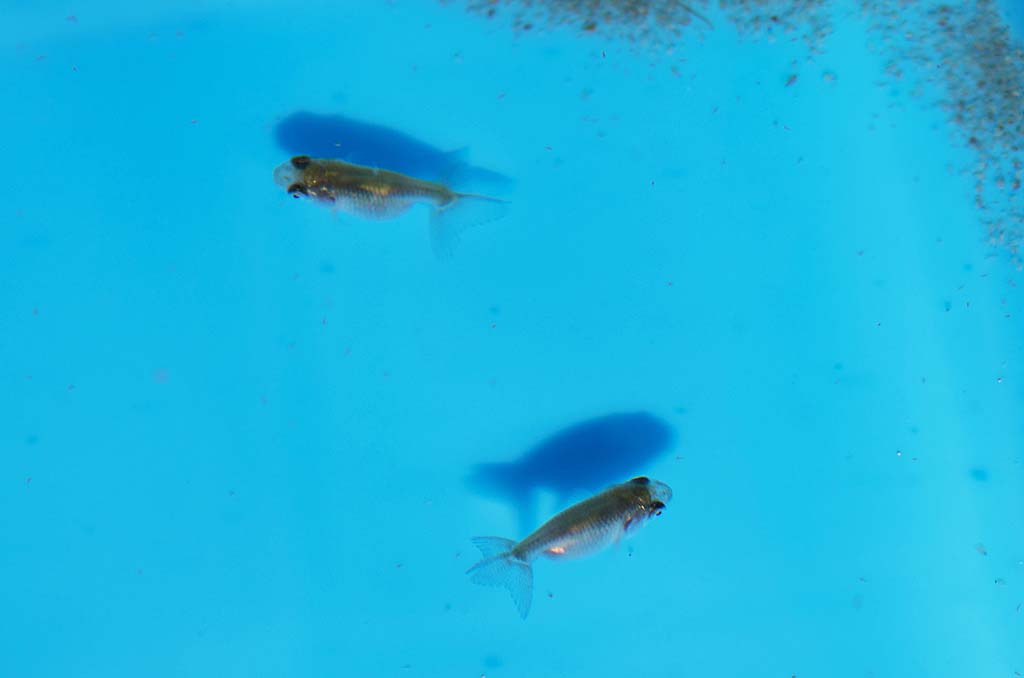 DSC_4134.jpg