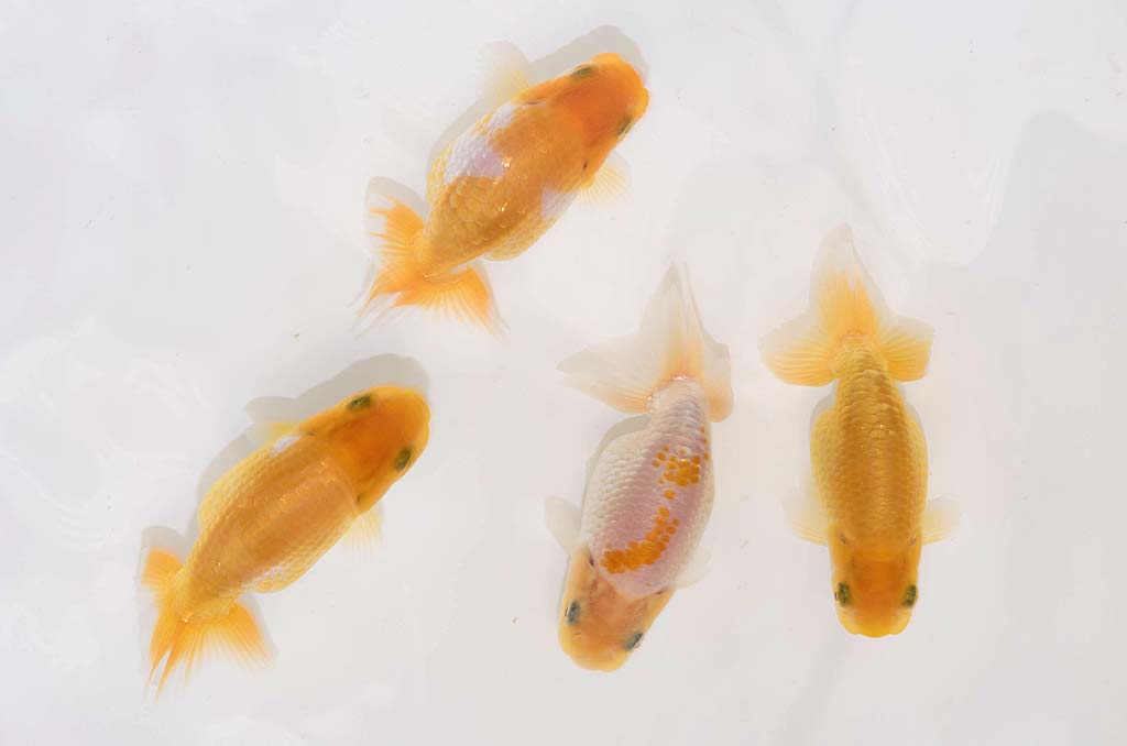 DSC_3998.jpg DSC_3998.jpg