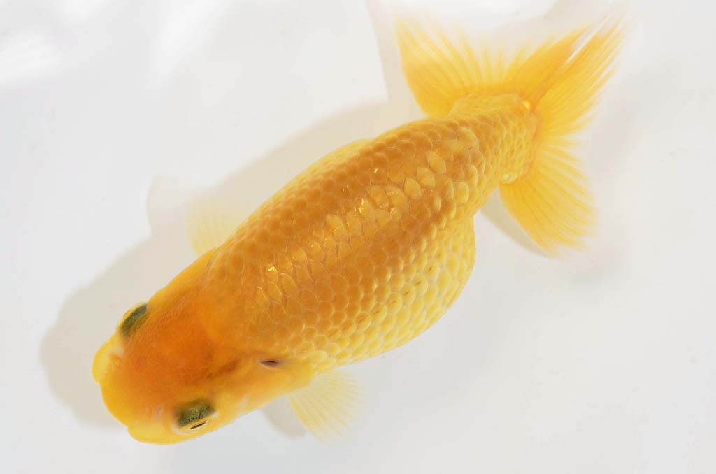 DSC_4020.jpg DSC_4020.jpg