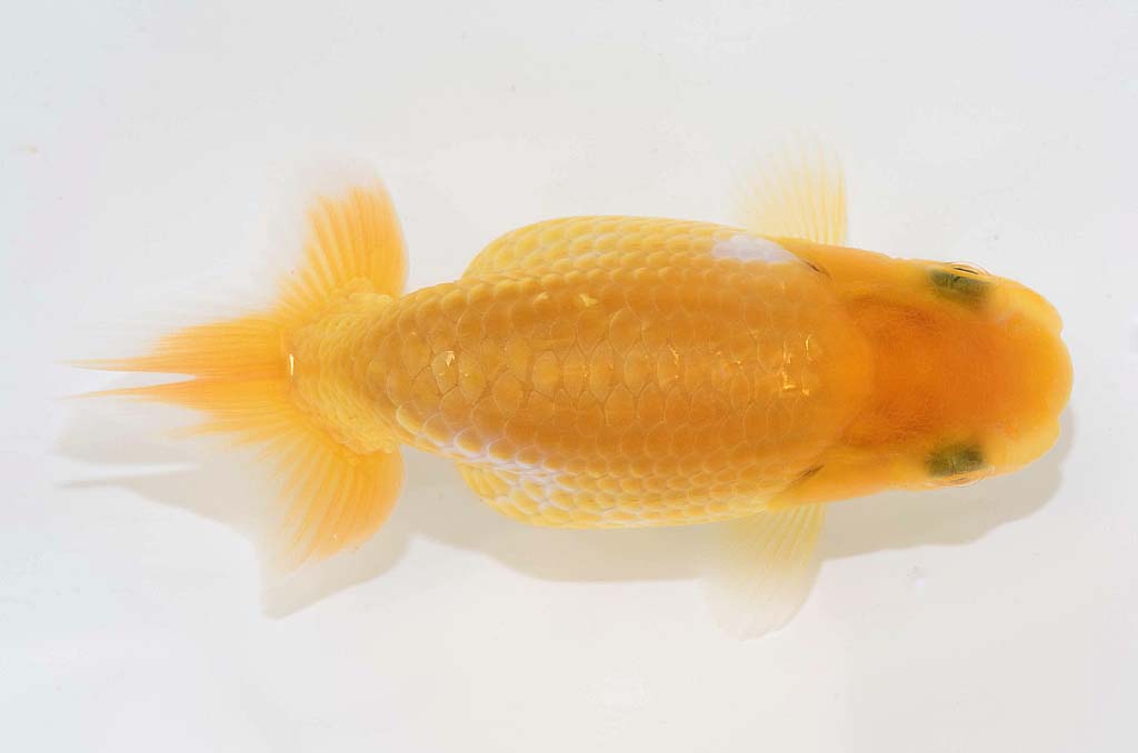 DSC_4035.jpg DSC_4035.jpg