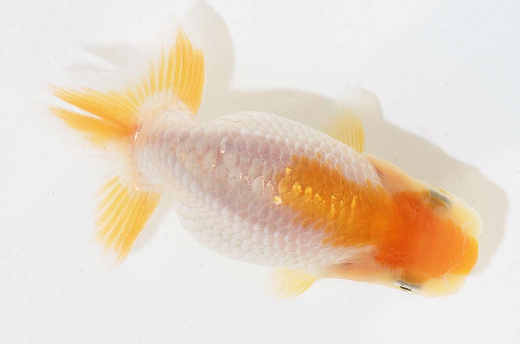 DSC_3977.jpg DSC_3977.jpg