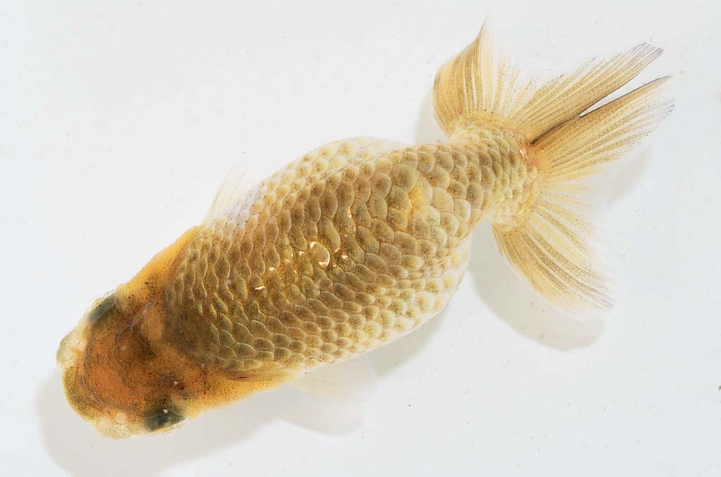 DSC_3986.jpg DSC_3986.jpg