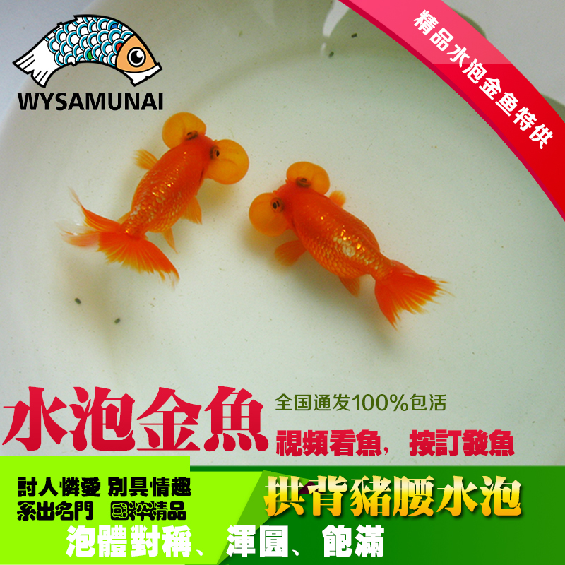 水泡金鱼
