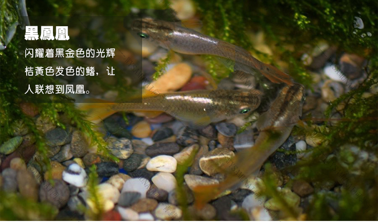 凤凰详情页2_02.jpg