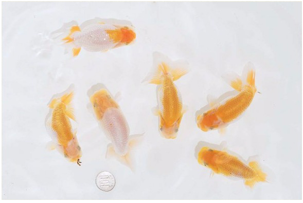 护鳞12-2.png