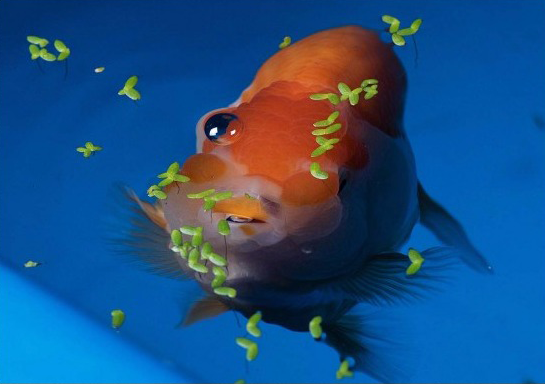 护鳞17-2.png