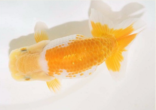 护鳞18-1.png 护鳞18-1.png