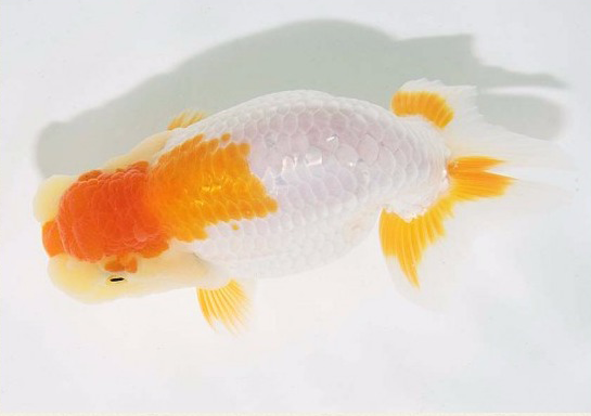 护鳞18-2.png 护鳞18-2.png