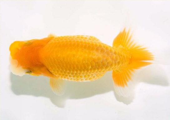 护鳞18-4.png 护鳞18-4.png