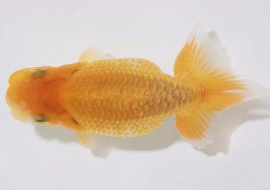 护鳞18-8.png 护鳞18-8.png