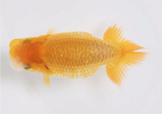 护鳞18-9.png 护鳞18-9.png