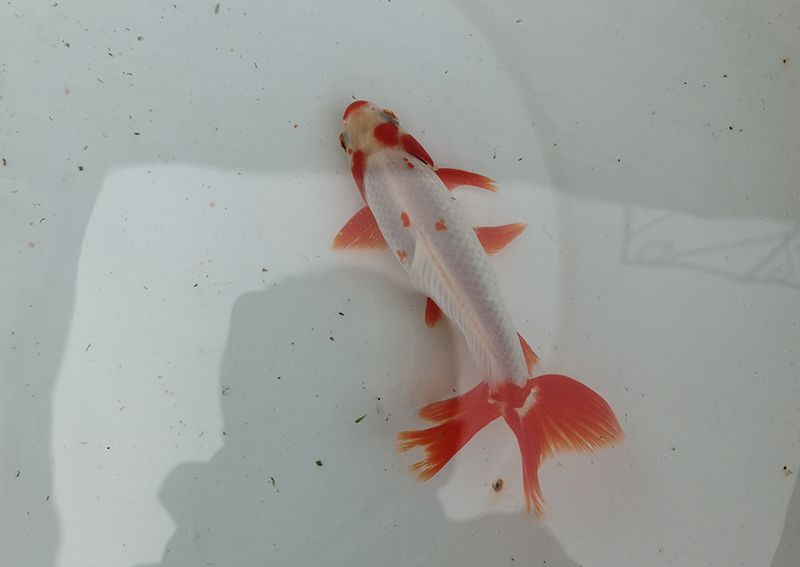六鳞和地金是一种鱼吗？